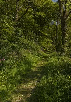 Exmoor: Flowery footpath through deciduous woodland in spring