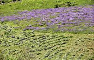 Sward: Flowery Hay Meadow being cut by hand Vaukdagi Pass