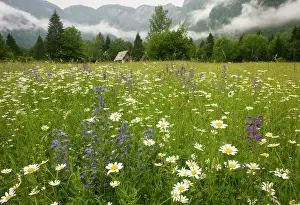 Bugloss: Flowery hay meadow in the misty Julian Alps, with