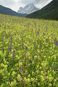 Sward: Flowery Hay Meadow Val di Fassa, Avisio valley near