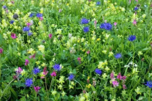 Rampion: Flowery hay meadows, with round-headed rampion