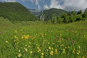 Vetch: Flowery Meadow with Kidney Vetch and Winged Broom