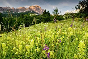 Rattles: Flowery montane hay meadow, with Yellow Rattle etc