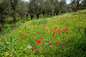 Mayweed: Flowery old olive groves - with mayweed and peacock