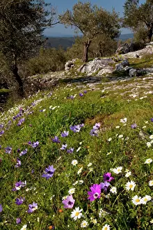 Mayweed: Flowery old olive groves - with mayweed and peacock anemones