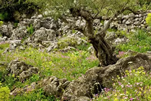 Olives: Flowery old olive groves in spring on the Mani Peninsula