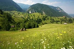 Piatra: Flowery pastures in the Piatra Craiulu Mountains