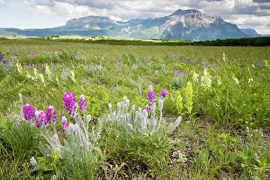 Paintbrushes: Flowery prairie grassland, with Showy Locoweed