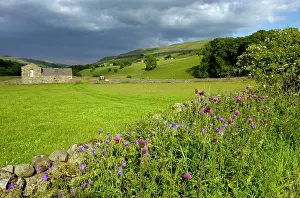 Melancholy: Flowery roadside with Meadow Cranesbill and Melancholy