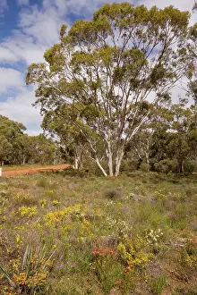 Verge: Flowery roadside verge in Moganmoganning Reserve