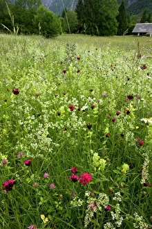 Bugloss: Flowery species-rich hay meadow - with Carthusian