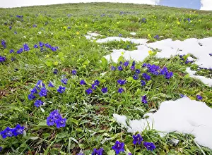 Gentiana: Flowery species-rich pastures with masses of trumpet
