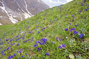 Gentiana: Flowery species-rich pastures with masses of trumpet