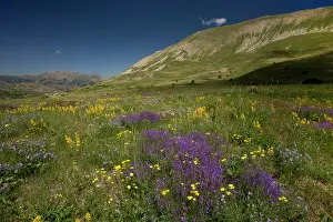 Sward: Flowery Steppe Grassland on the Vaukdagi Pass, Karakavan