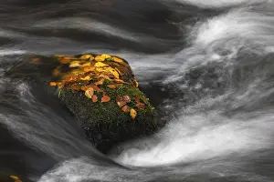 Gorge: Flowing water with ferns and rocks in the Edmunds Gorge in autumn