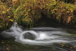 Gorge: Flowing water with ferns and rocks in the Edmunds Gorge in autumn