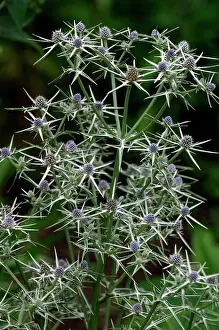 Clusters: Fluela - Part evergreen, hardy perennial