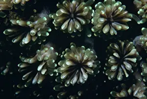 Polyps: Fluorescence Grass Coral - Close up of fluorescence