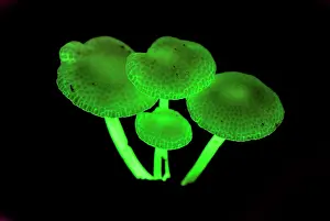 Bioluminescence: Fluorescent fungus