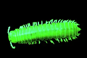 Nevada: Fluorescent Millipede