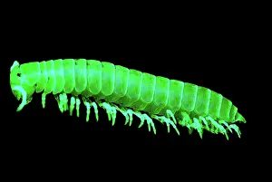 Nevada: Fluorescent Millipede