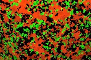 Willemite: Fluorescent Minerals Willemite and Calcite