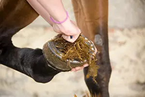 Cleanse: Flushing a foot Cheval France