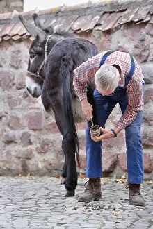 Farmyards: Flushing hooves of a donkey on a farm in Alsace France