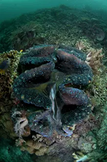 Arborek: Fluted Giant Clam