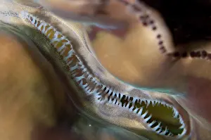 Shell: Fluted Giant Clam
