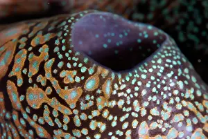 Folds: Fluted Giant Clam colorful siphon