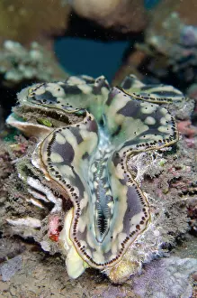 Jemeluk: Fluted Giant Clam - Jemeluk Bay dive site, Amed