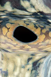 Fluted: Fluted Giant Clam mantle detail