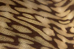 Ambon: Fluted Giant Clam - mantle