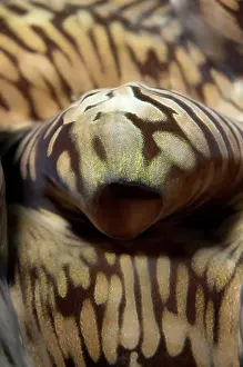 Ambon: Fluted Giant Clam - mantle - siphon