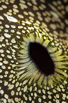 Fluted: Fluted Giant Clam siphon and mantle detail with