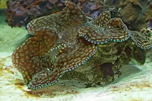 Fluted: Fluted Giant clam / Squamosa Clam / Scaled Clam