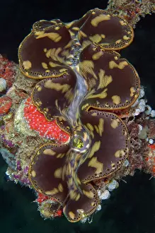Flores: Fluted Giant Clam (Tridacna squamosa), Bio Rock