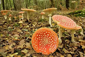 Agarics: Fly agaric