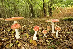 Agarics: Fly agaric