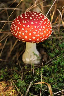 Amanita: Fly agaric