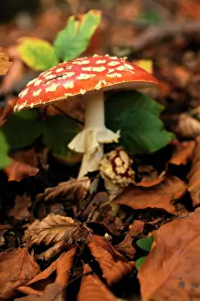 Amanita: Fly agaric