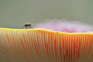 Amanita: Fly Agaric