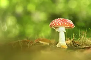 Amanita: Fly Agaric