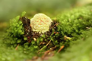 Amanita: Fly Agaric