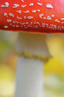 Amanita: Fly Agaric