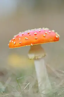 Amanita: Fly Agaric