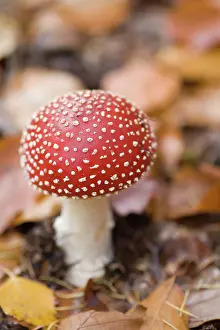 Amanita: Fly Agaric