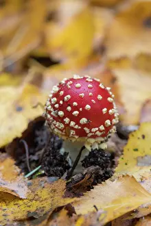 Amanita: Fly Agaric