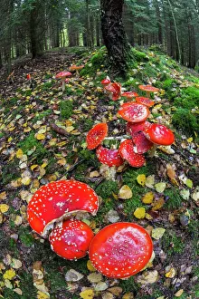 Muscaria: Fly Agaric / Amanita - fruiting bodies in forest
